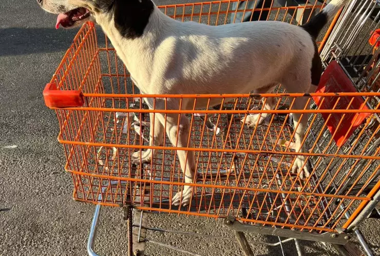 Perro roba miradas en una frutería de Mérida