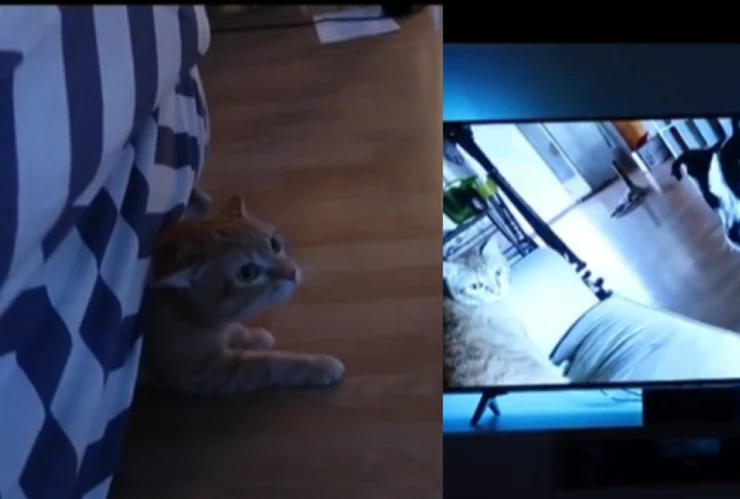 Gatito y perrito en TikTok.png
