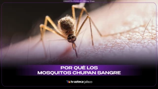 3 PORTADA POR QUÉ LOS MOSQUITOS CHUPAN SANGRE.jpg