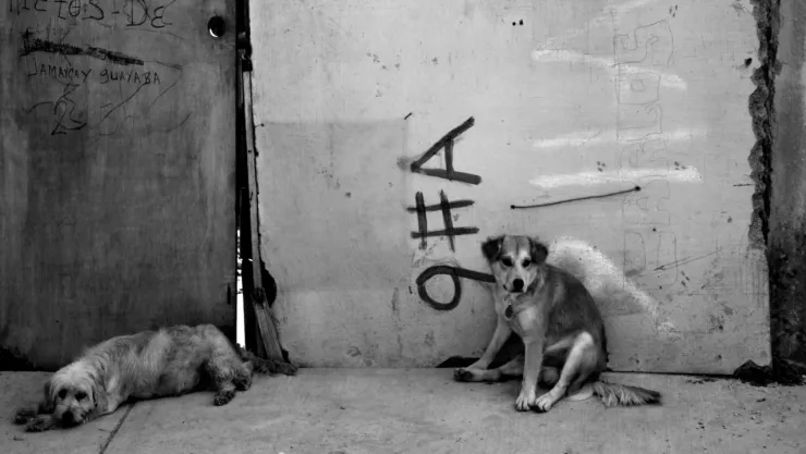perro callejeros