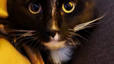 Gato de nuestro conductor Max Espejel