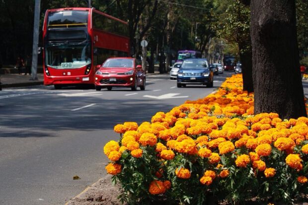 Las flores de cempasúchil adornarán el Día de Muertos