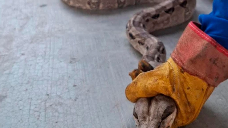 boa constrictor en Venustiano Carranza