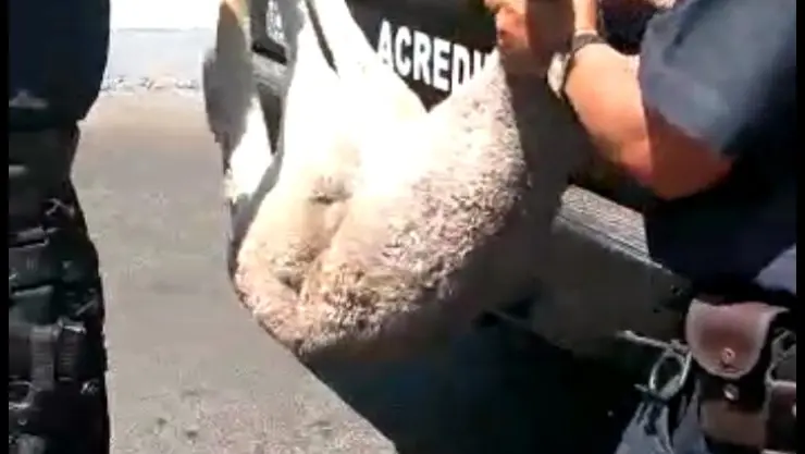 CANGURO ESCAPÓ DEL ECOPARC