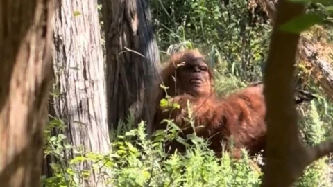 Pie grande en el Bosque