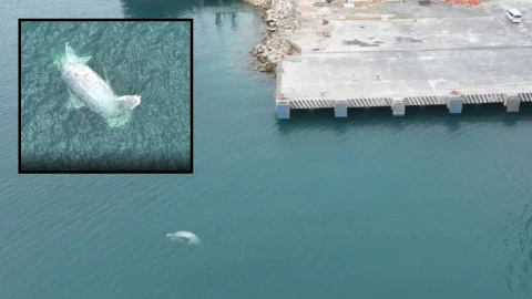 AL MOMENTO: Enorme ballena recala en costas yucatecas; así intentan rescatar el cuerpo