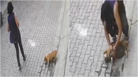 VIDEO_ ¡Chantaje! Perrito finge caída frente a dueña y se hace viral