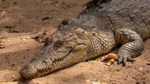 Cocodrilo