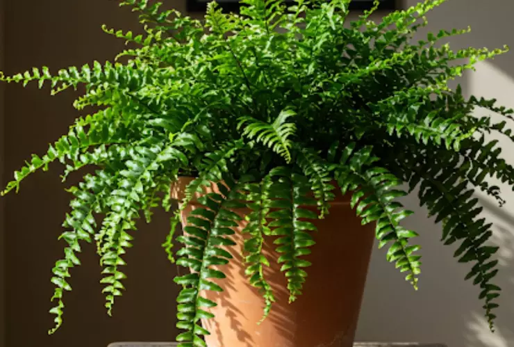 Estas 3 plantas fáciles de cuidar en maceta para decorar tu hogar en primavera.jpg