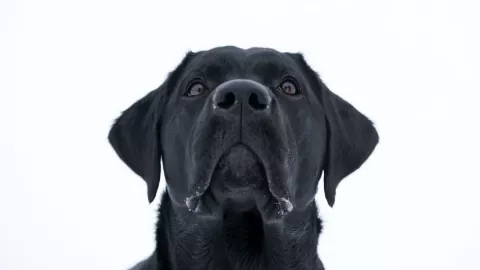 Perros detectar COVID-19 2.jpg