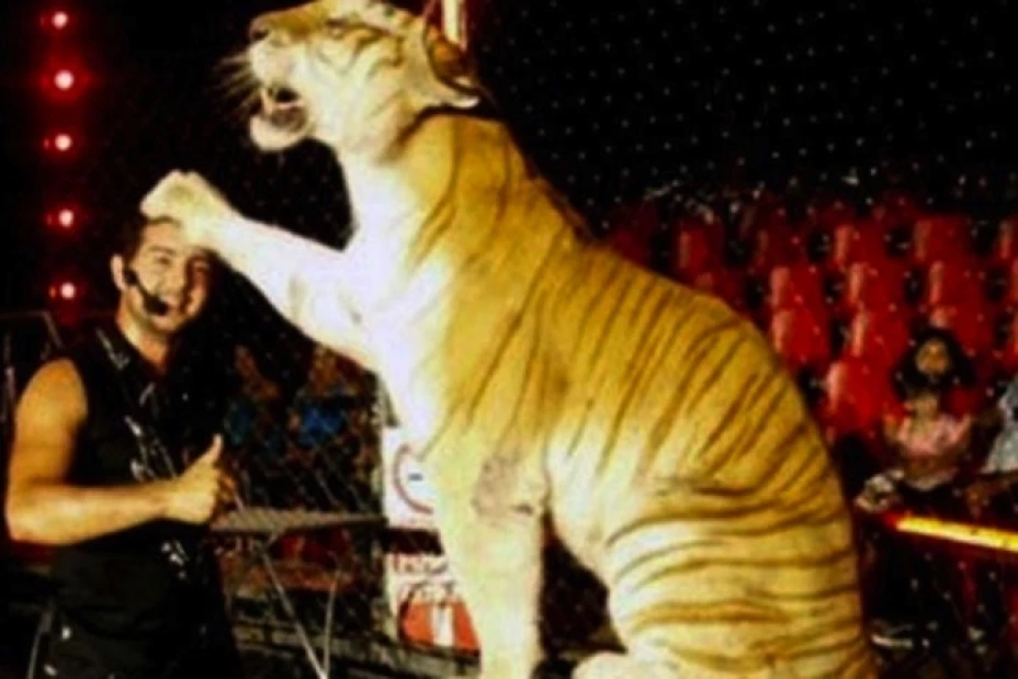 Un tigre atacó a su domador durante una función del circo Hermanos Suárez