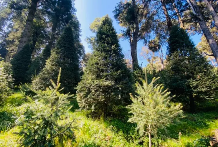 dónde comprar árbol de navidad