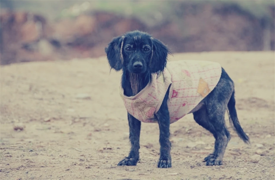 La mayoría de los perros callejeros fueron abandonados por sus dueños