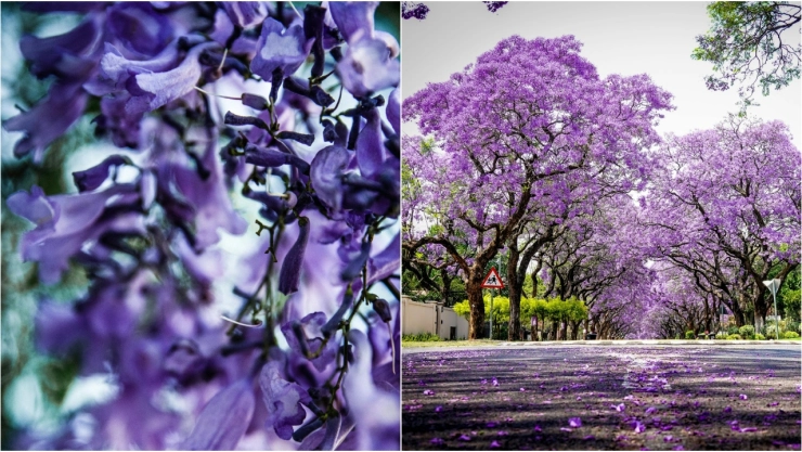 Estos son los mejores spots de Aguascalientes para ver jacarandas y tomarte fotos aesthetic