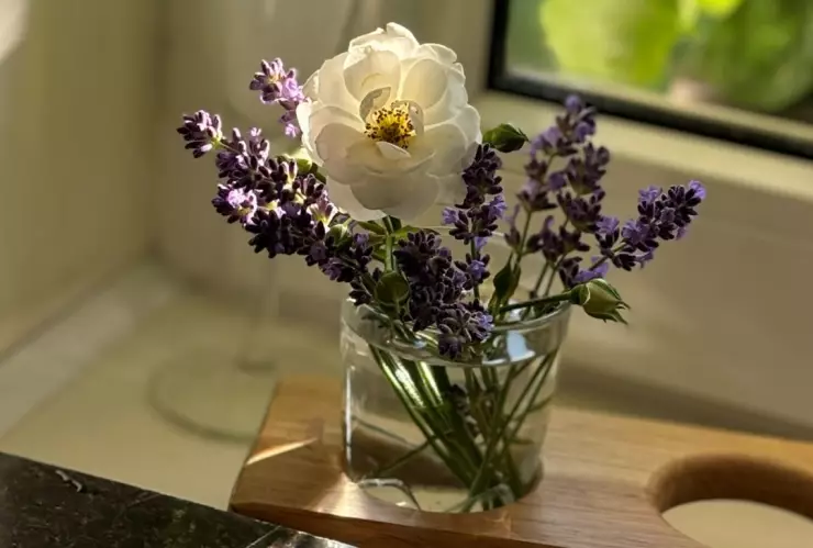 Plantas para la salud en casa