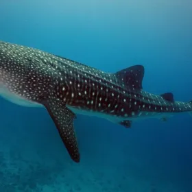 Tiburón ballena 5 datos fascinantes sobre el gigante del océano.jpg