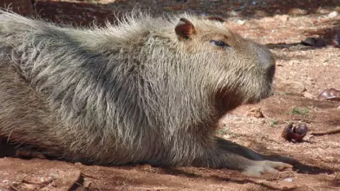 capibaras yuc animaya
