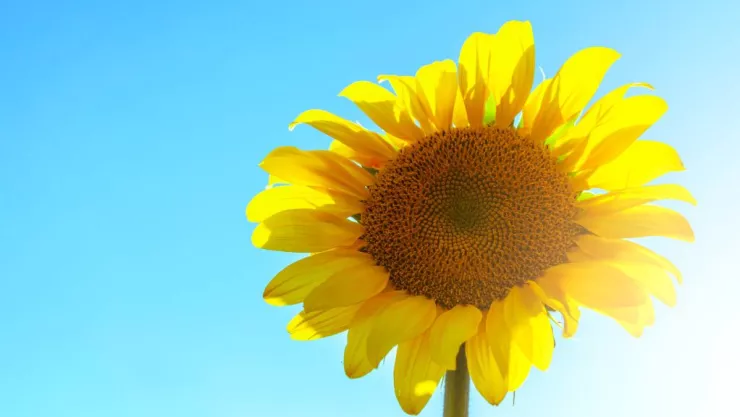 Calor en México 2024