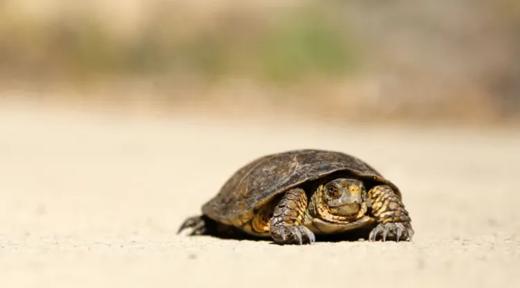 Liberan 36 tortugas