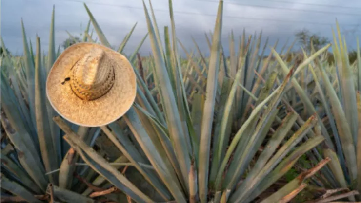 ¿Es medicinal? Estos son los 10 usos poco comunes del maguey además del Tequila