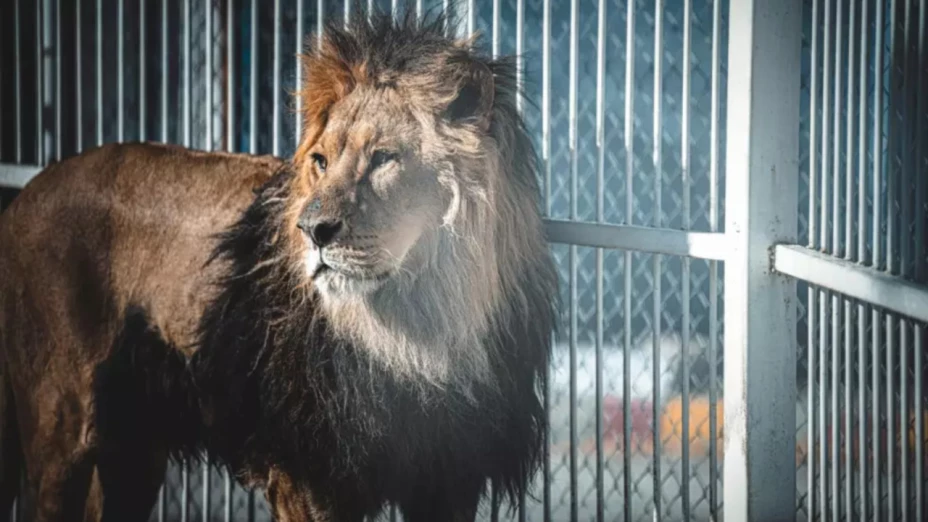 ataque de leones en zoológico de Tailandia