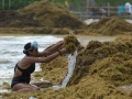 Alerta máxima en la Costa Maya de Quintana Roo: Playas de Mahahual y Xcalak invadidas de Sargazo; más de 3 mil toneladas afectan al turismo y la vida marina.