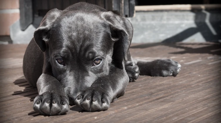 los-perros-pueden-reconocer-si-estas-enojado-triste-o-feliz-esto-dice-su-cerebro