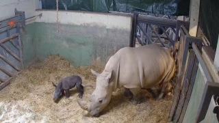 La rinoceronta Kwanza con su cría de rinoceronte blanco