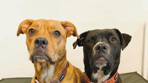 Perros y gatos dentro de 10.000 años según la IA