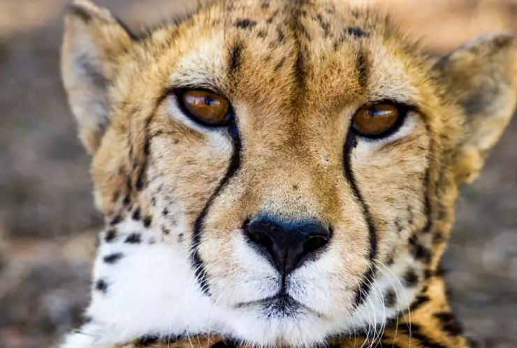 Guepardo, maullá, video 1.jpg