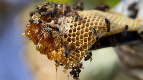 abejas-7