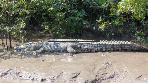 VIDEO Captan a enorme cocodrilo en un lago