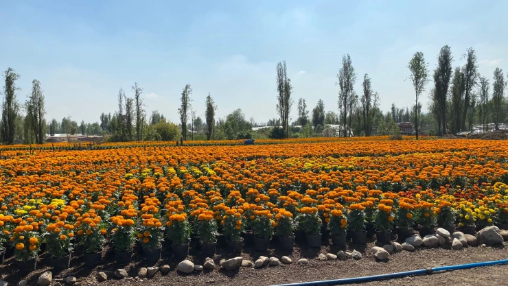 Arranca venta de millones de flores de cempas&uacute;chil en Xochimilco