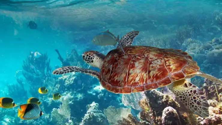 ¿Quieres conocer el Caribe Mexicano? Es un Paraíso de Playas, Cultura y Aventura