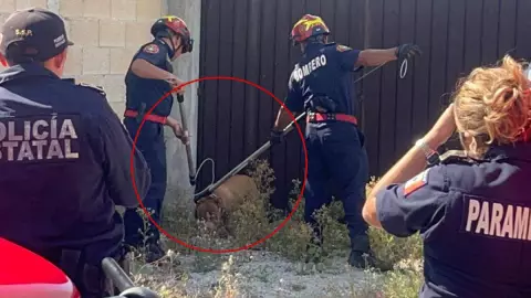Perro pitbull ataca a dos canes y a su dueño en Los Héroes.