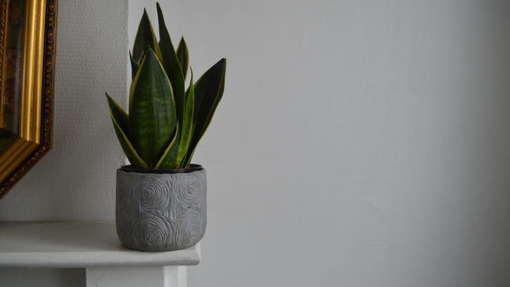 Sansevieria, lengua de suegra o espada de San Jorge