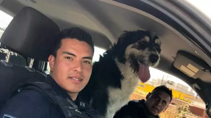 “Héctor”, el perrito callejero que se une a la policía montada de Ecatepec