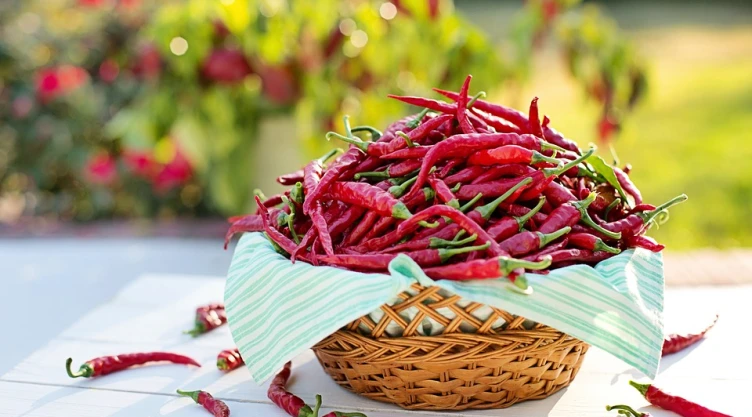 El chile, principal condimento de la cocina mexicana