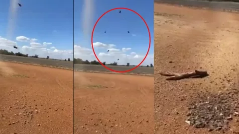 australia plaga ratas.jpg