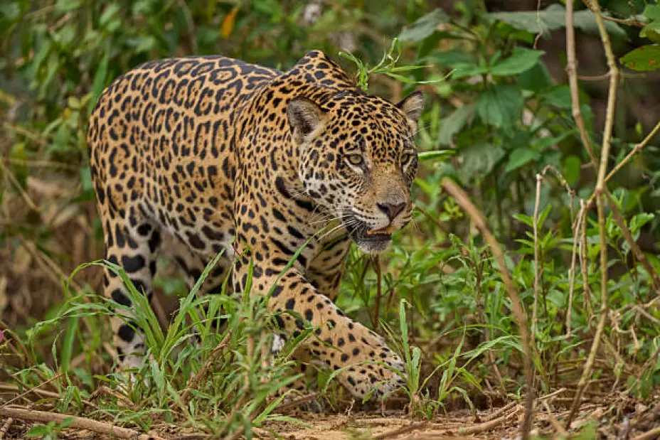 Jaguar