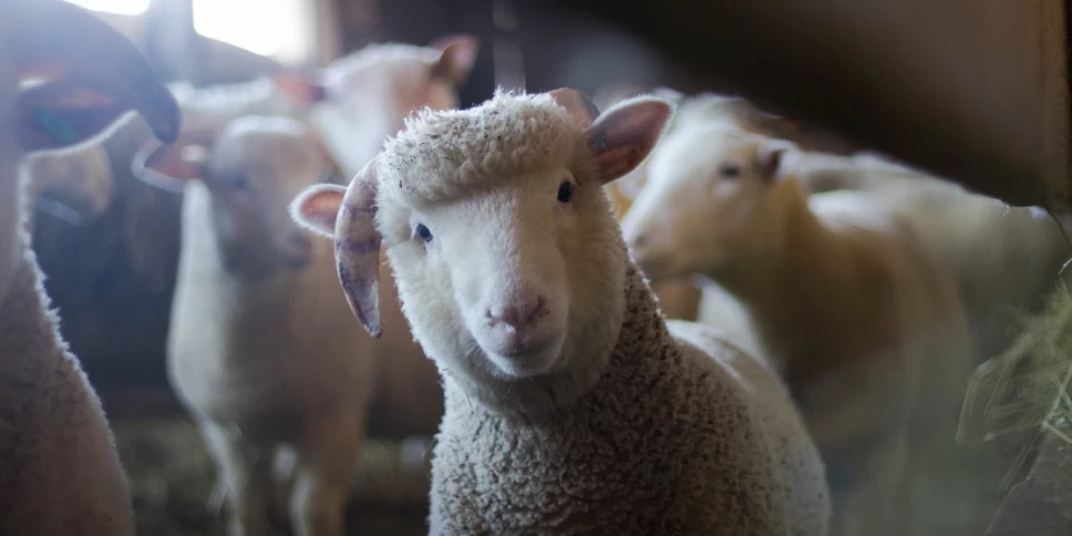 derechos animales Mexico