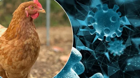 ¿Afecta consumir pollo y huevo ante muerte confirmada por influenza aviar H5N1 en México este 2025?