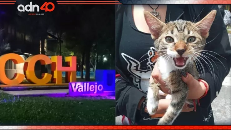 Gatito Haru en CCH Vallejo
