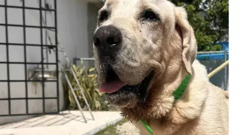 Día del perro_ ¿Dónde adoptar lomitos en Cancún y cuáles son los requisitos_.jpg