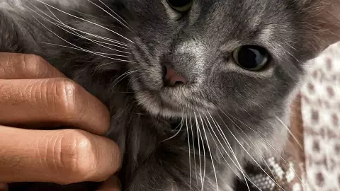 Cucho, gatito de nuestro colaborador Hakbar Juárez