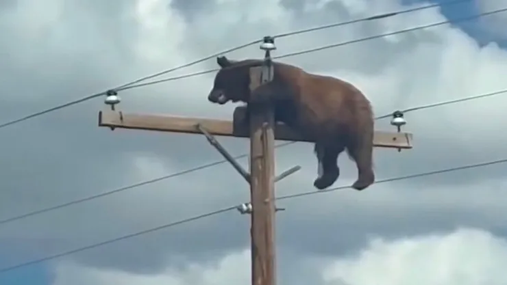 oso en poste de luz.jpg