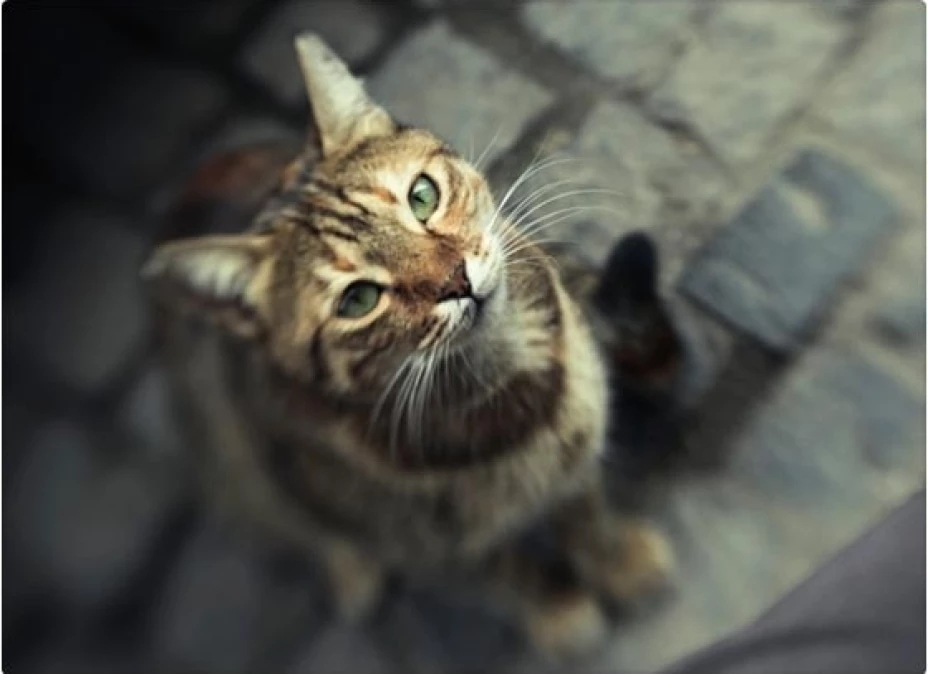 La policía encontró 50 gatos muertos y congelados en un departamento de Florida