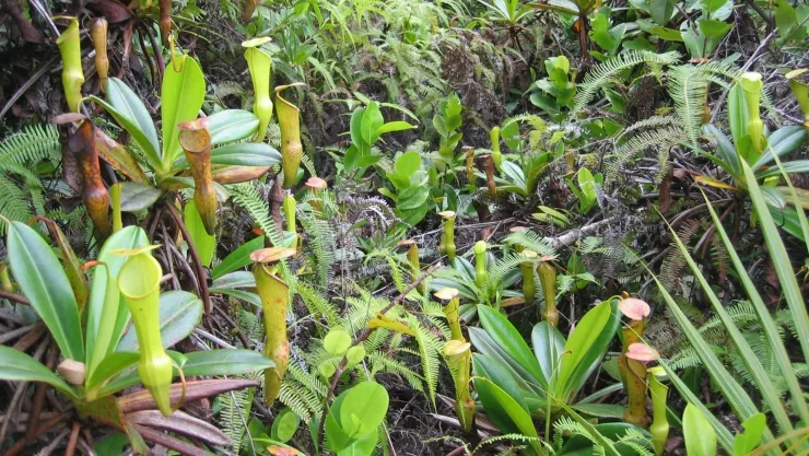 Plantas que debes tener en casa para eliminar los insectos durante el calor