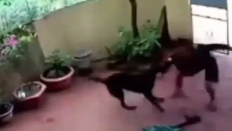 Perro salva a niña de ser secuestrada