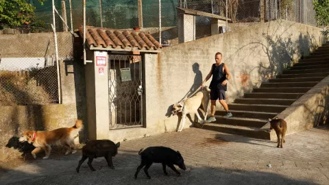 invasión de jabalíes